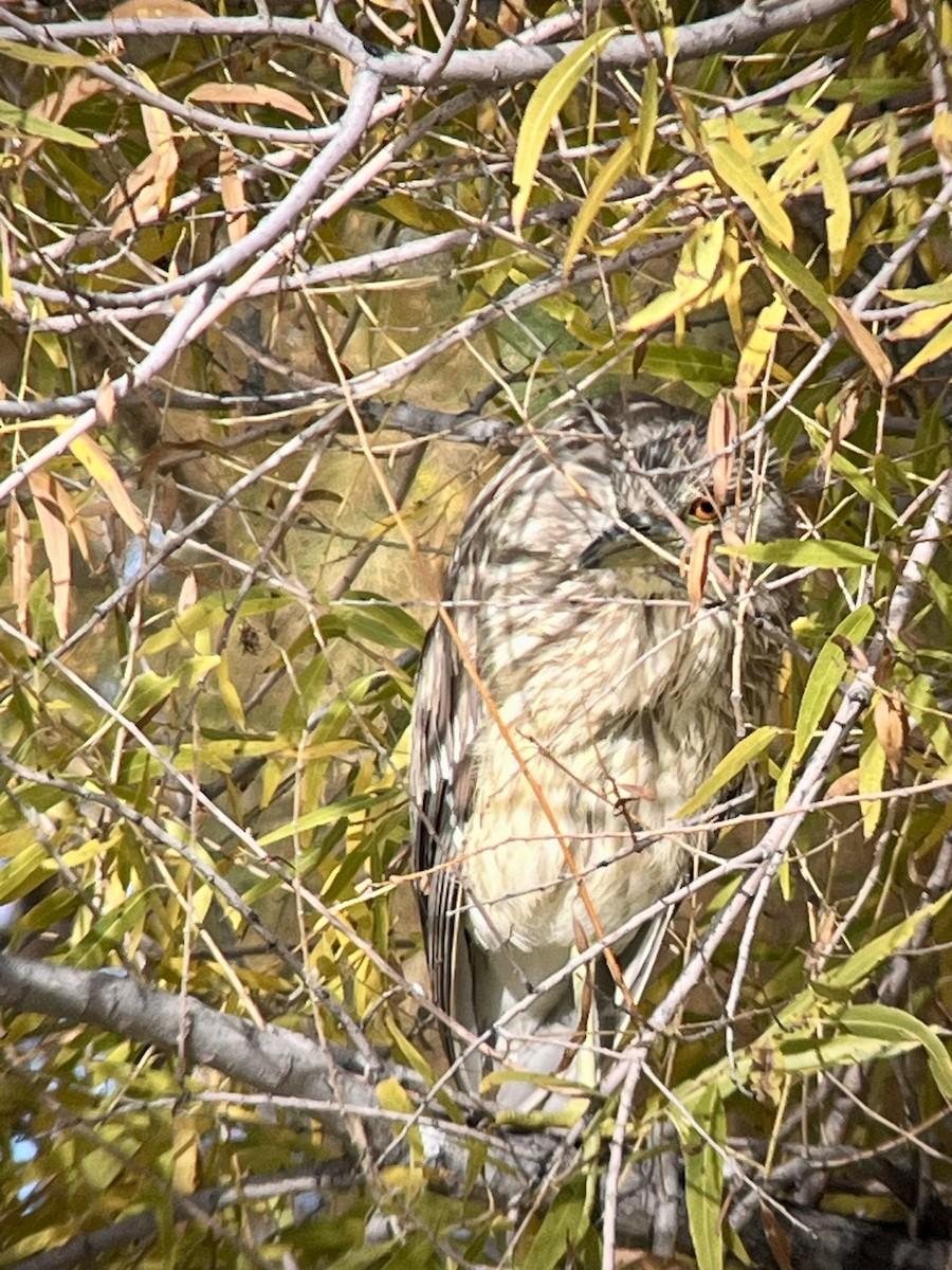 Black-crowned Night Heron - ML646003038