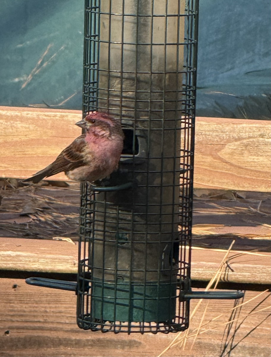 ムラサキマシコ - ML646003056