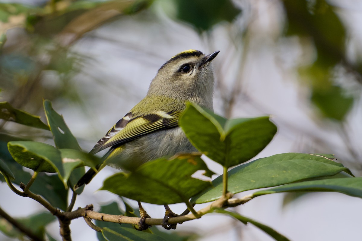 Golden-crowned Kinglet - ML646003057