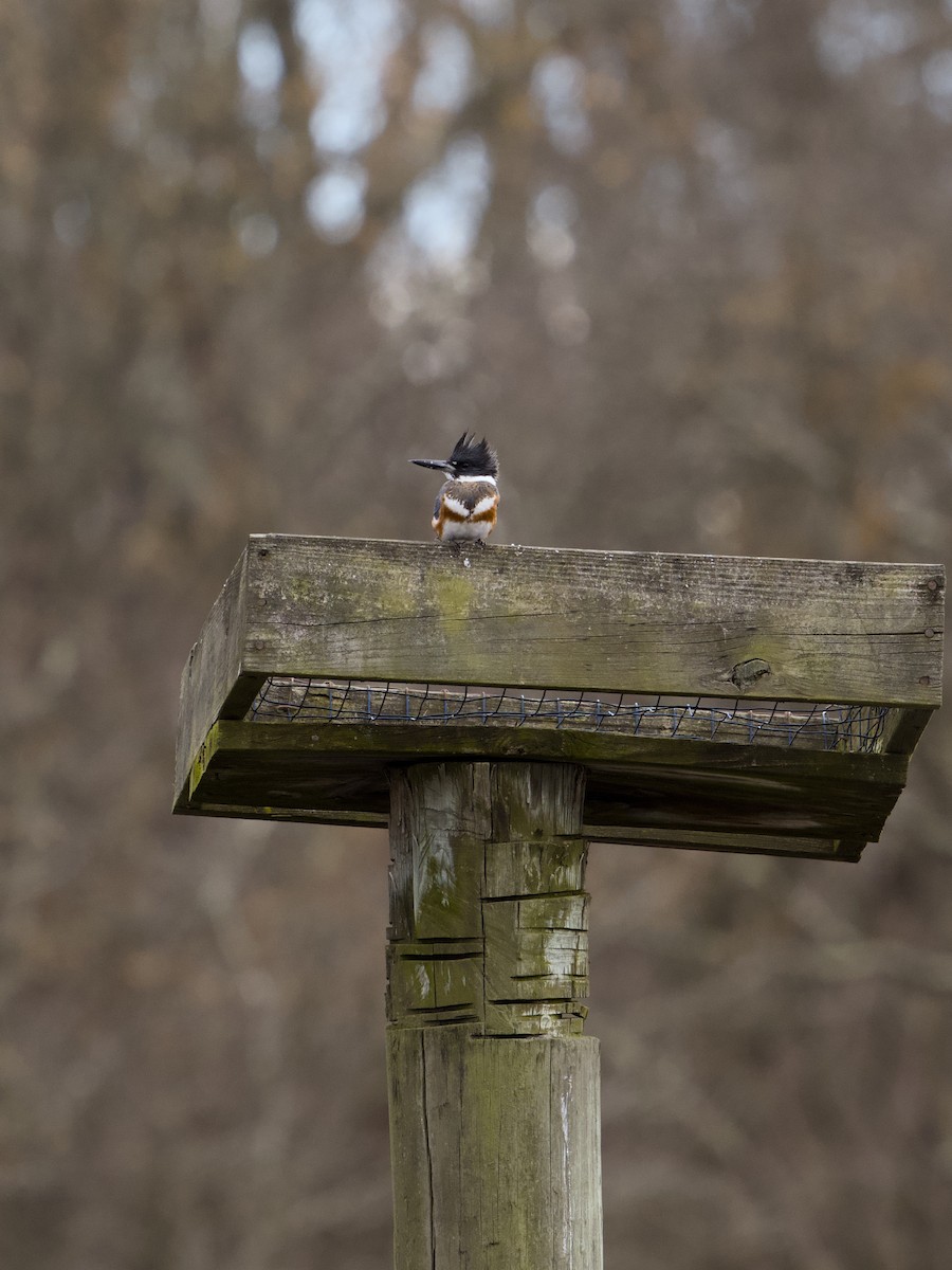 Belted Kingfisher - ML646003062