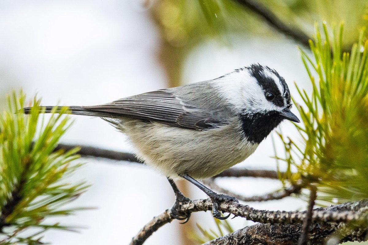 Mountain Chickadee - ML646003063