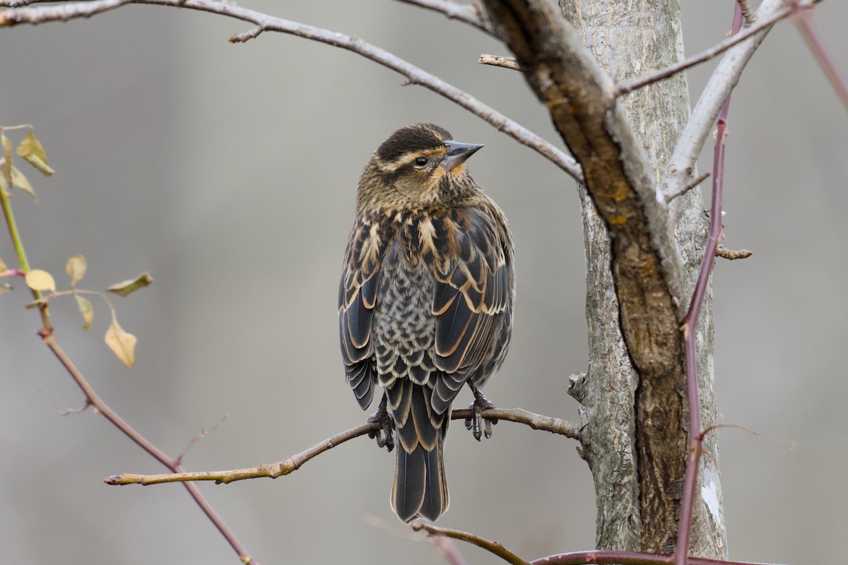 Red-winged Blackbird - ML646003072