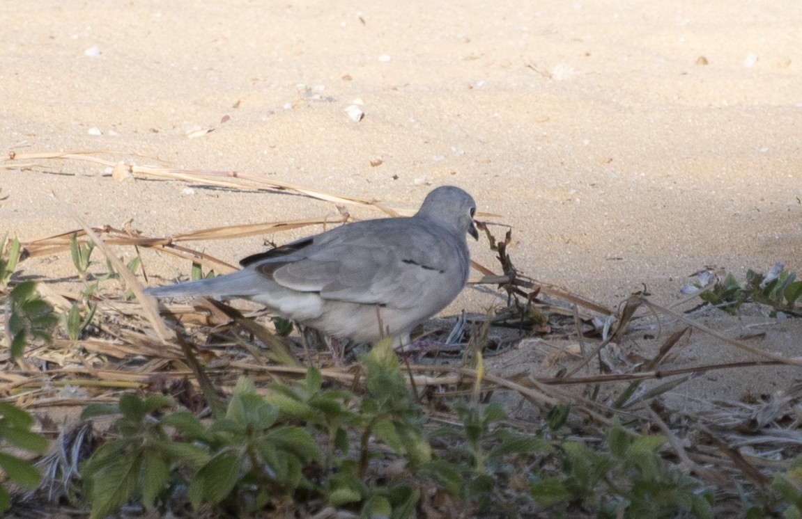 Picui Ground Dove - ML646003089