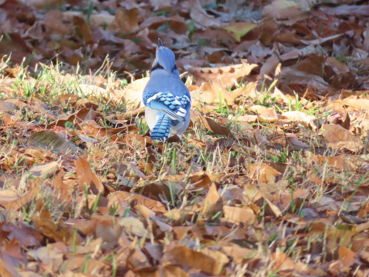 sojka chocholatá - ML646003093