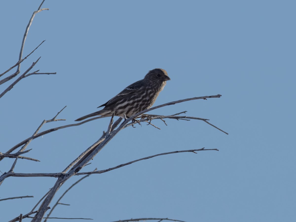 House Finch - ML646003095
