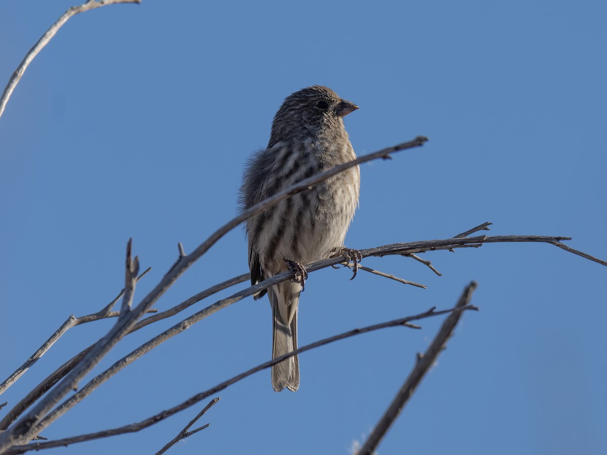 House Finch - ML646003096