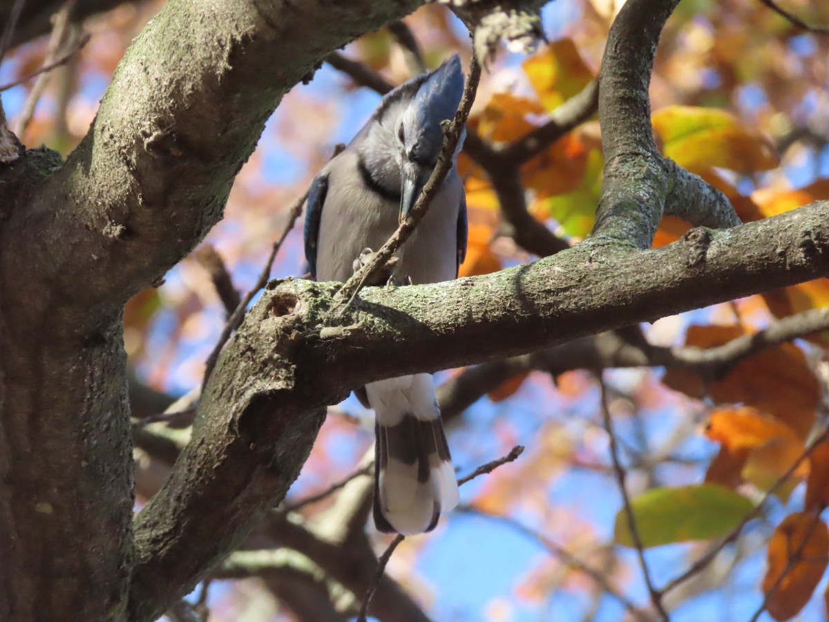 sojka chocholatá - ML646003097