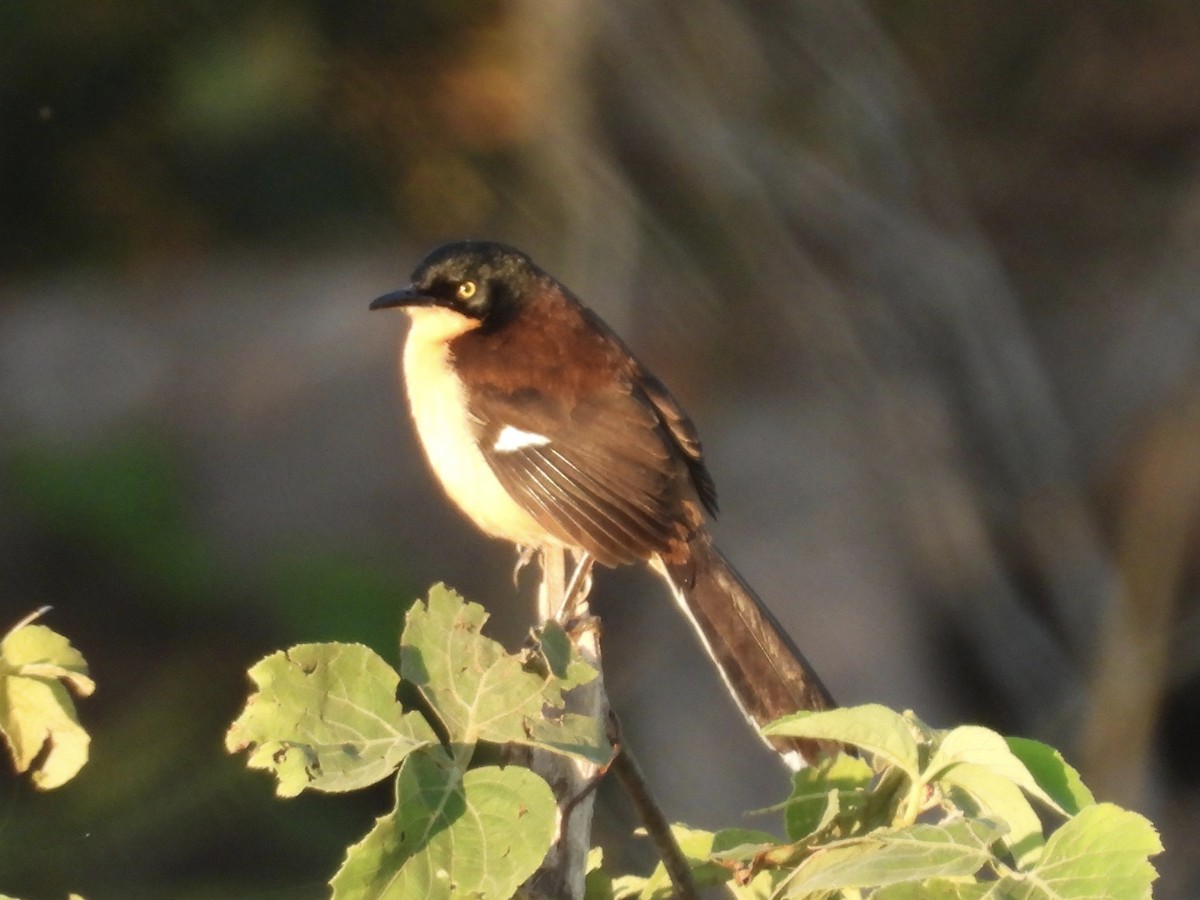 Black-capped Donacobius - ML646003103