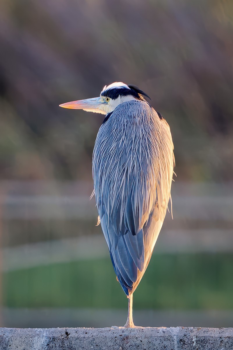 Gray Heron - ML646003109