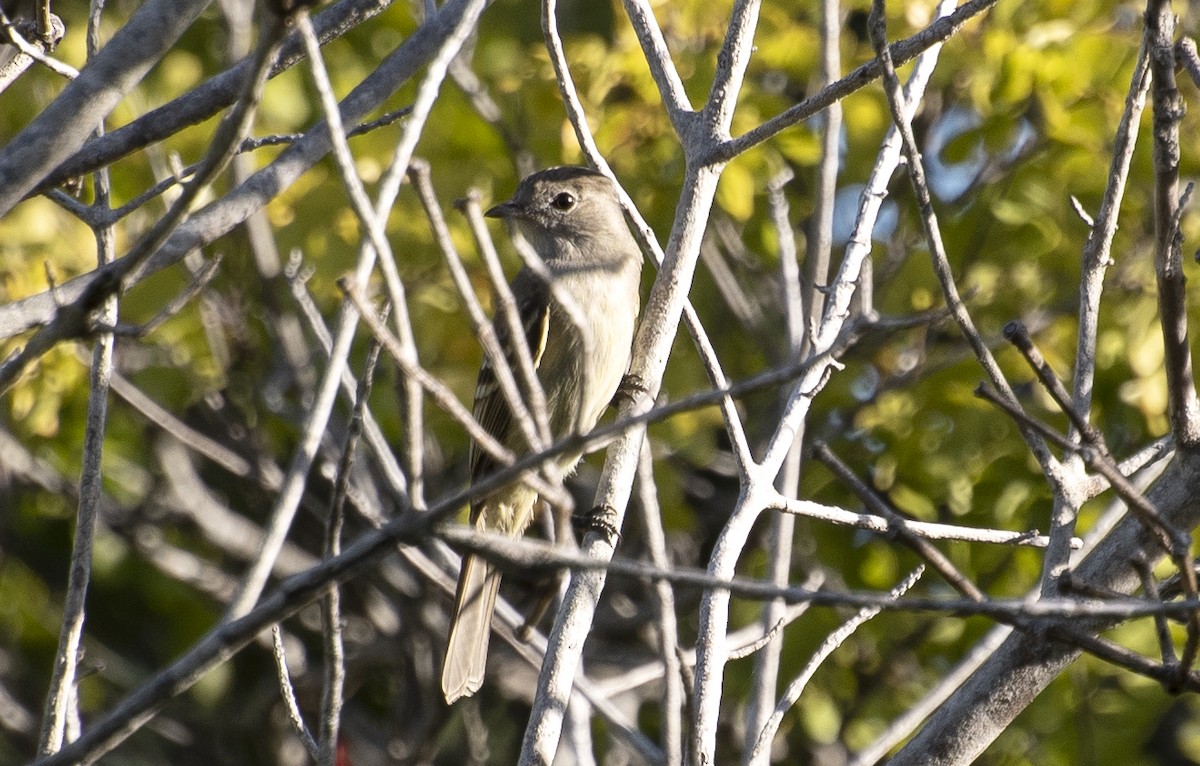 Желтобрюхая эления - ML646003113