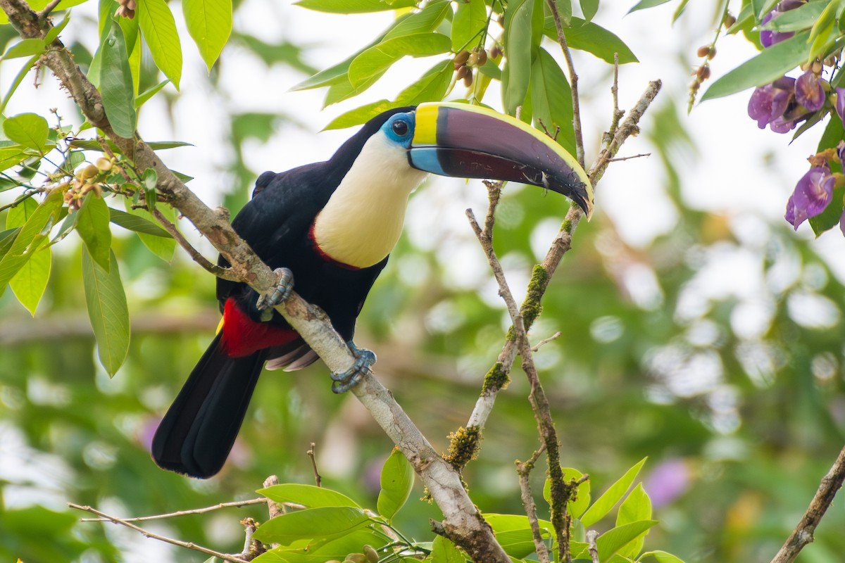 White-throated Toucan (Red-billed) - ML646003139