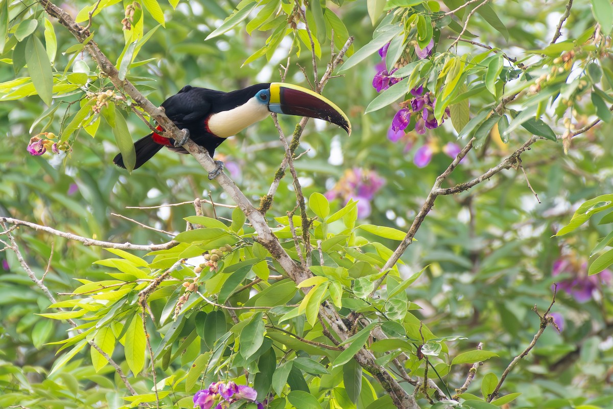 White-throated Toucan (Red-billed) - ML646003140