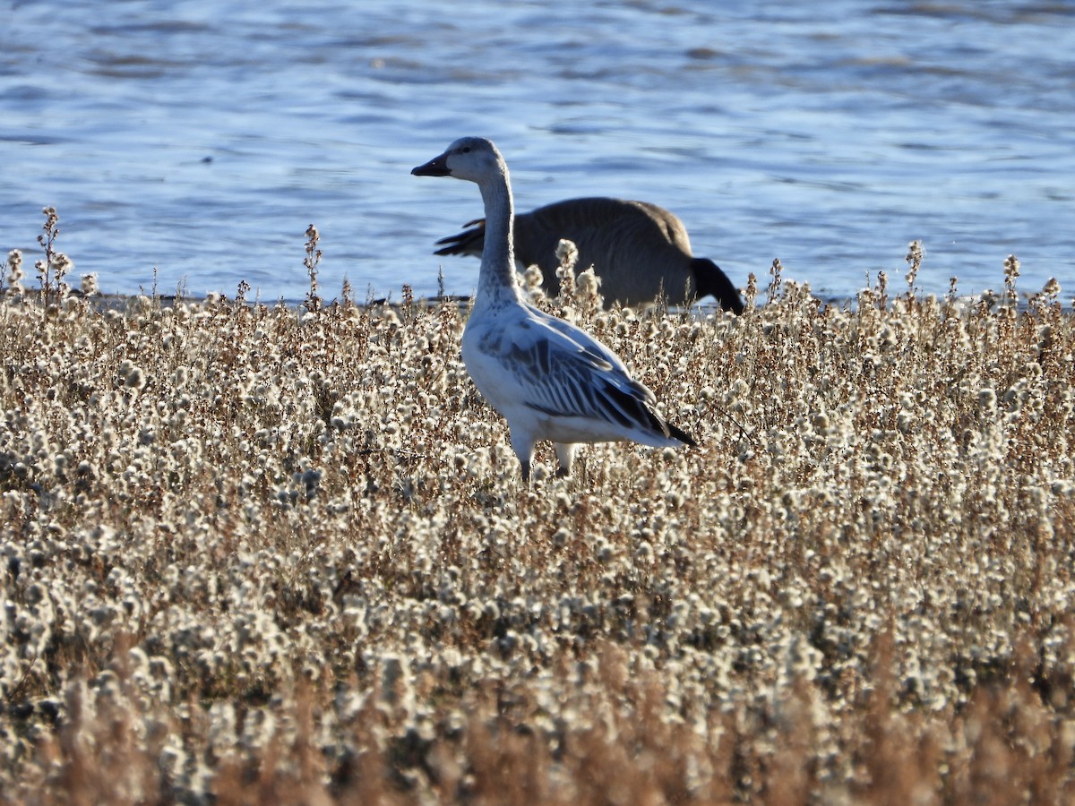 Snow Goose - ML646003150