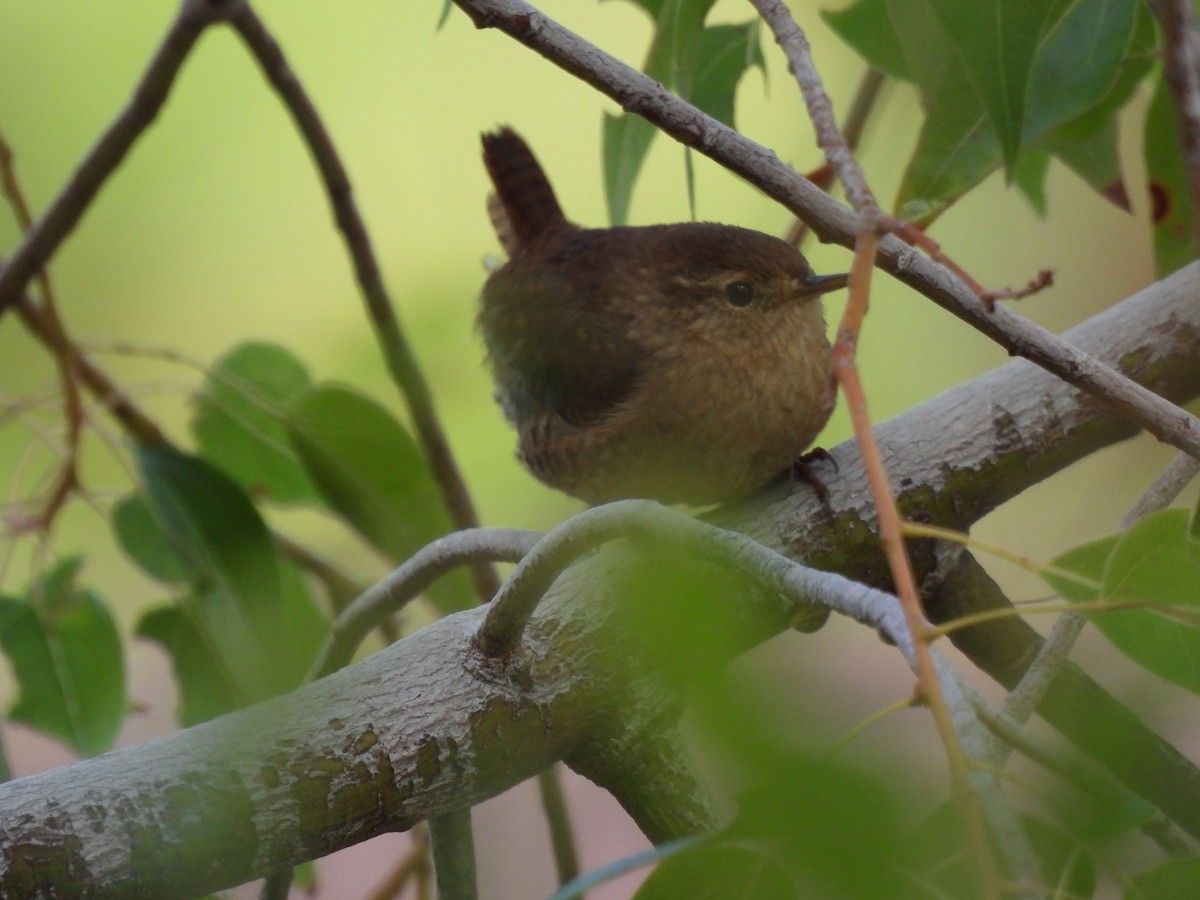 Pacific Wren - ML646003153