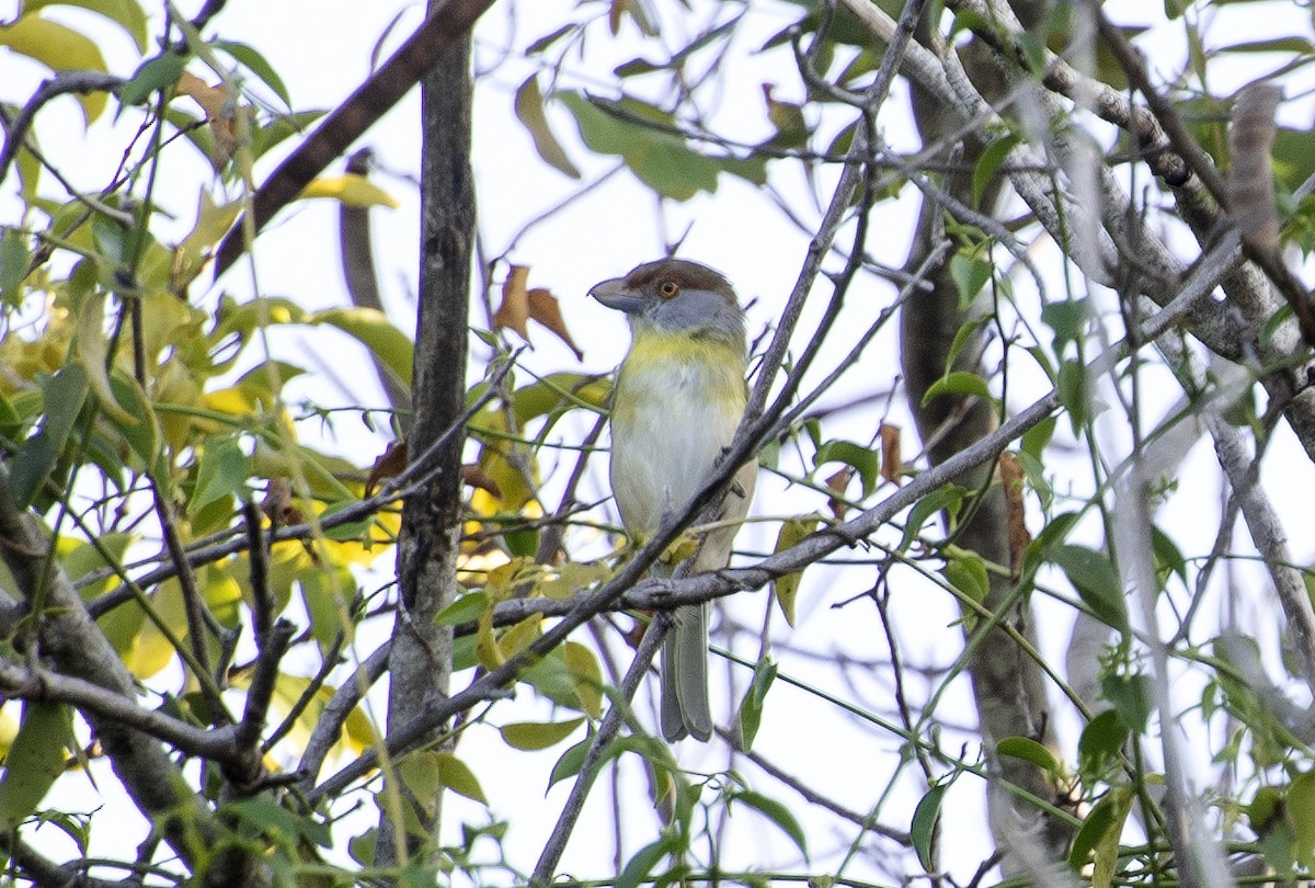 Віреон рудобровий - ML646003157