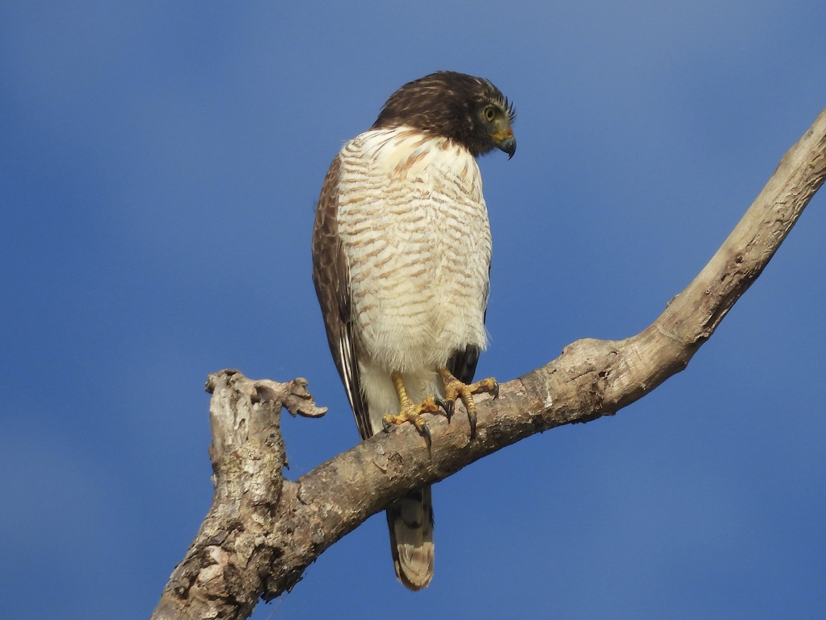 káně krahujová - ML646003158