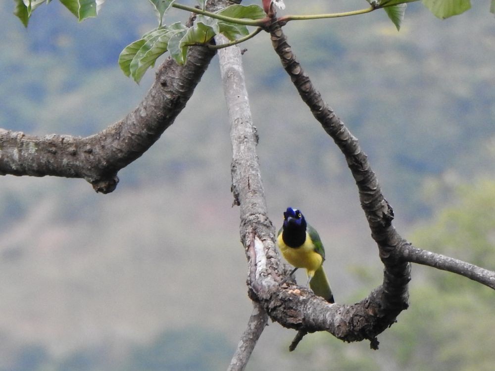 sojka zelenavá - ML646003162