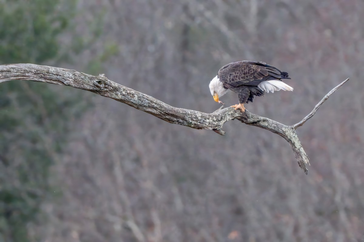 Bald Eagle - ML646003163