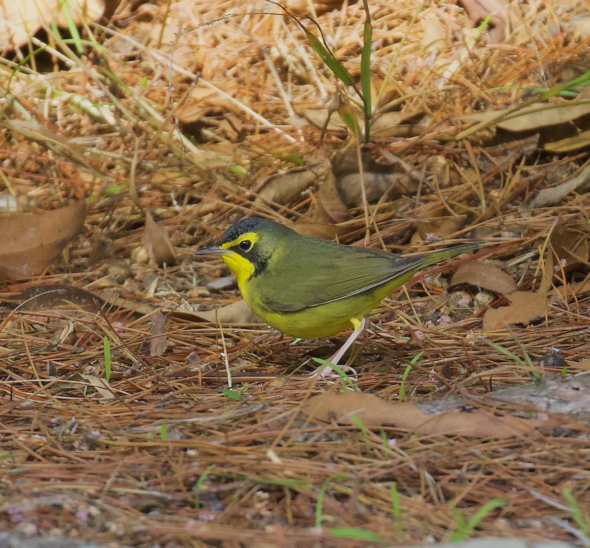 Kentucky Warbler - ML646003165