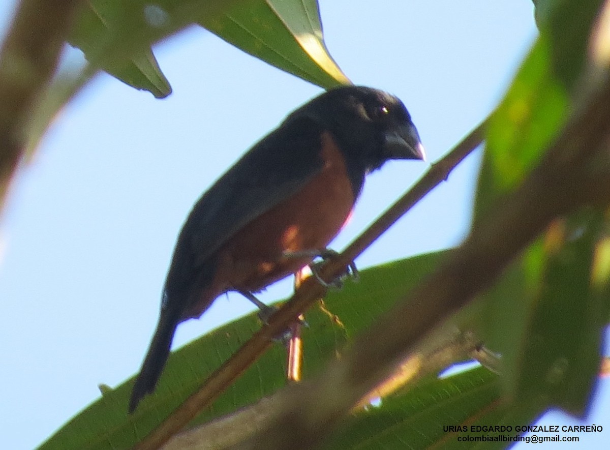 Kestane Karınlı Koca Tohumcul - ML646003167