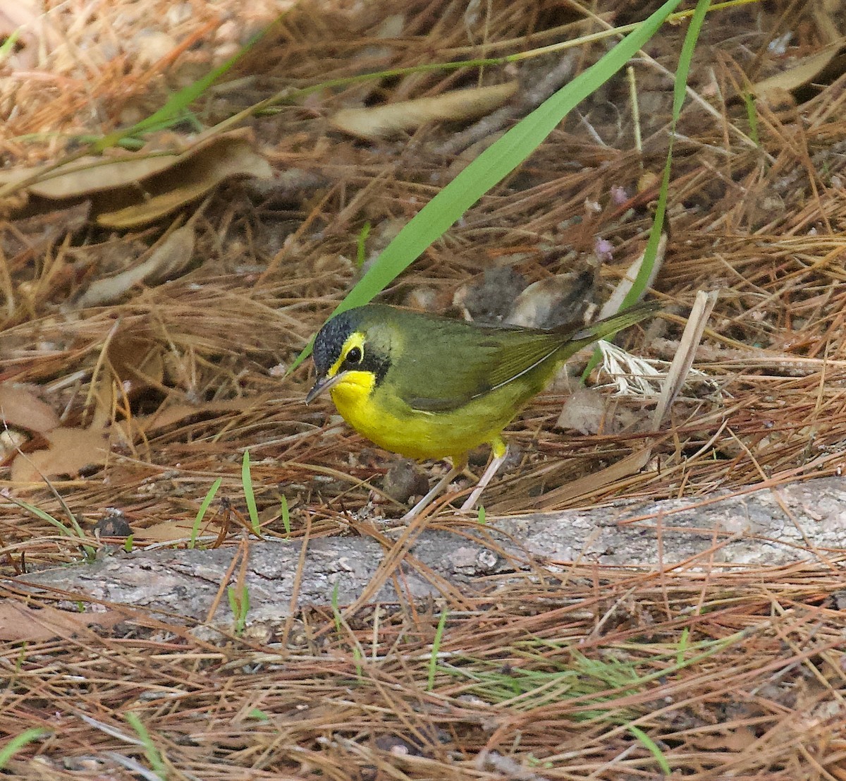 Kentucky Warbler - ML646003168