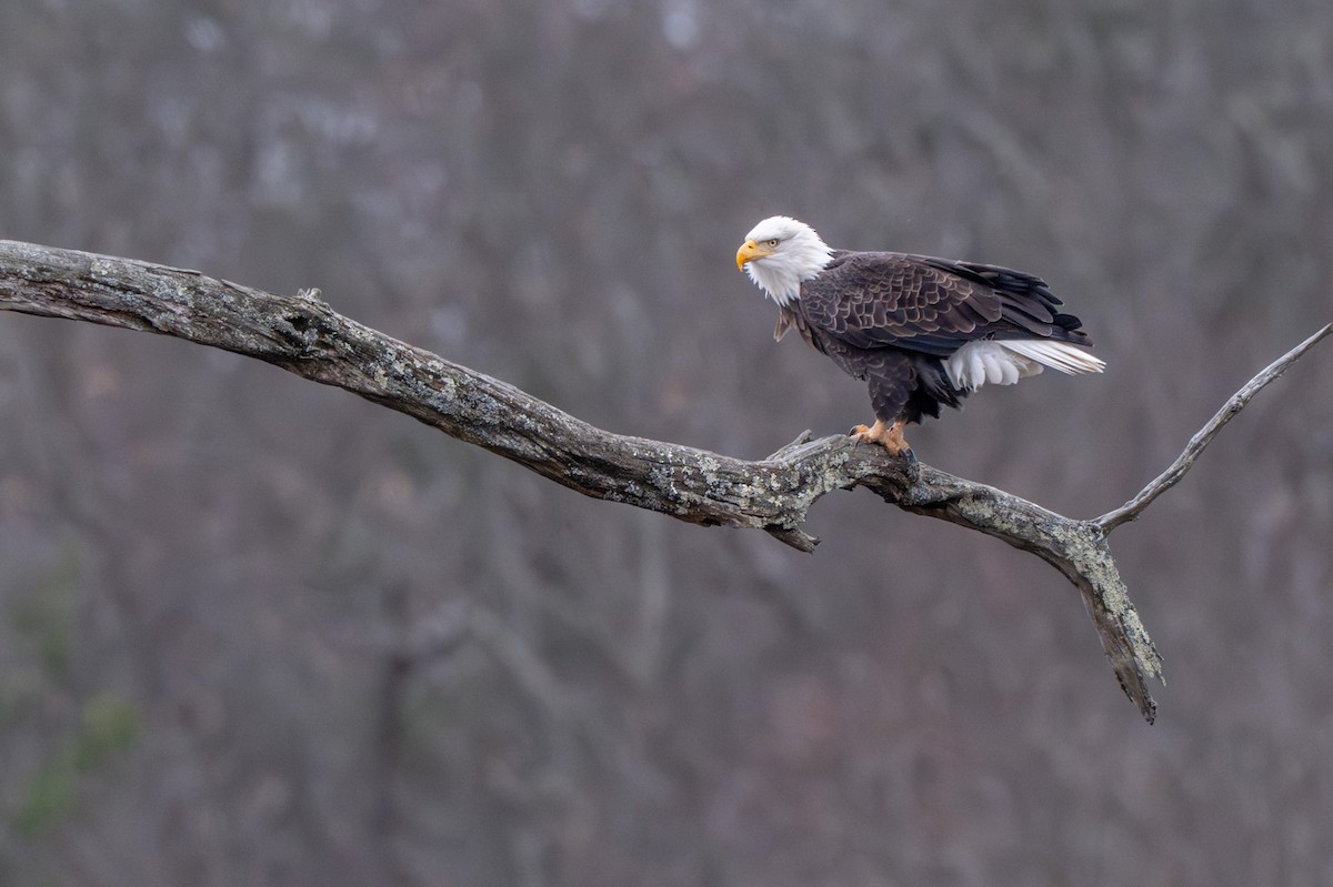 Bald Eagle - ML646003169