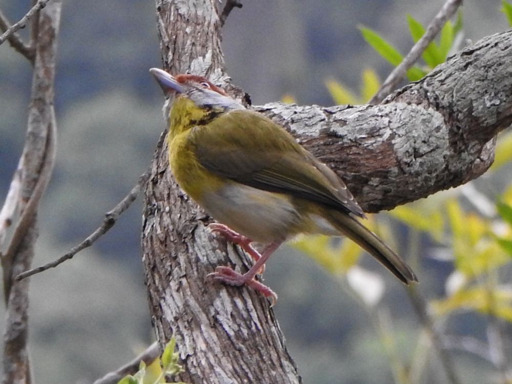 Віреон рудобровий - ML646003171