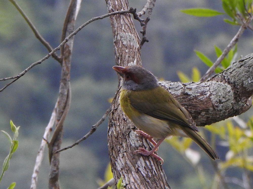 Віреон рудобровий - ML646003172
