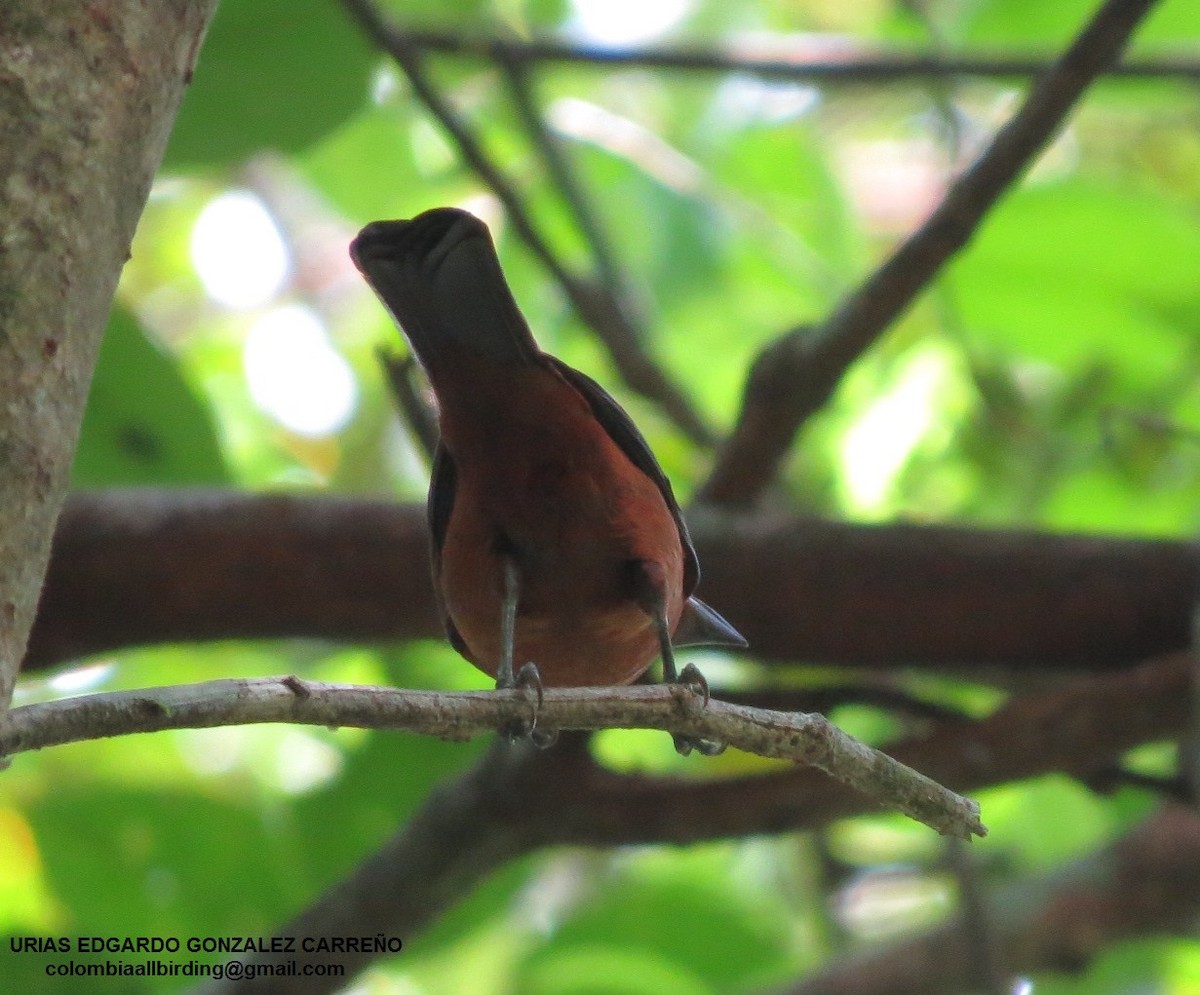 Gümüş Gagalı Tangara - ML646003177