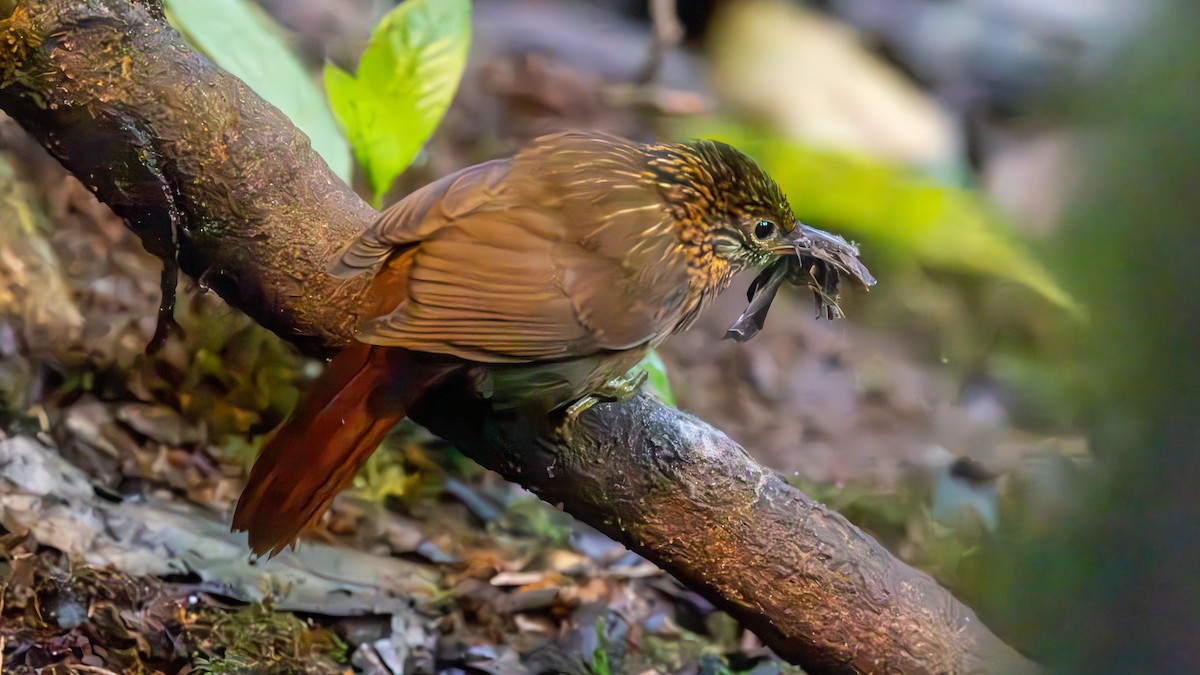 Streak-capped Treehunter - ML646003179
