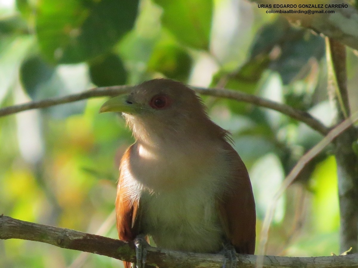 Sincap Guguğu - ML646003190