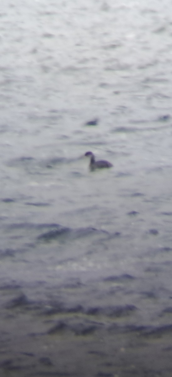 Somormujo Cuellirrojo - ML646003199