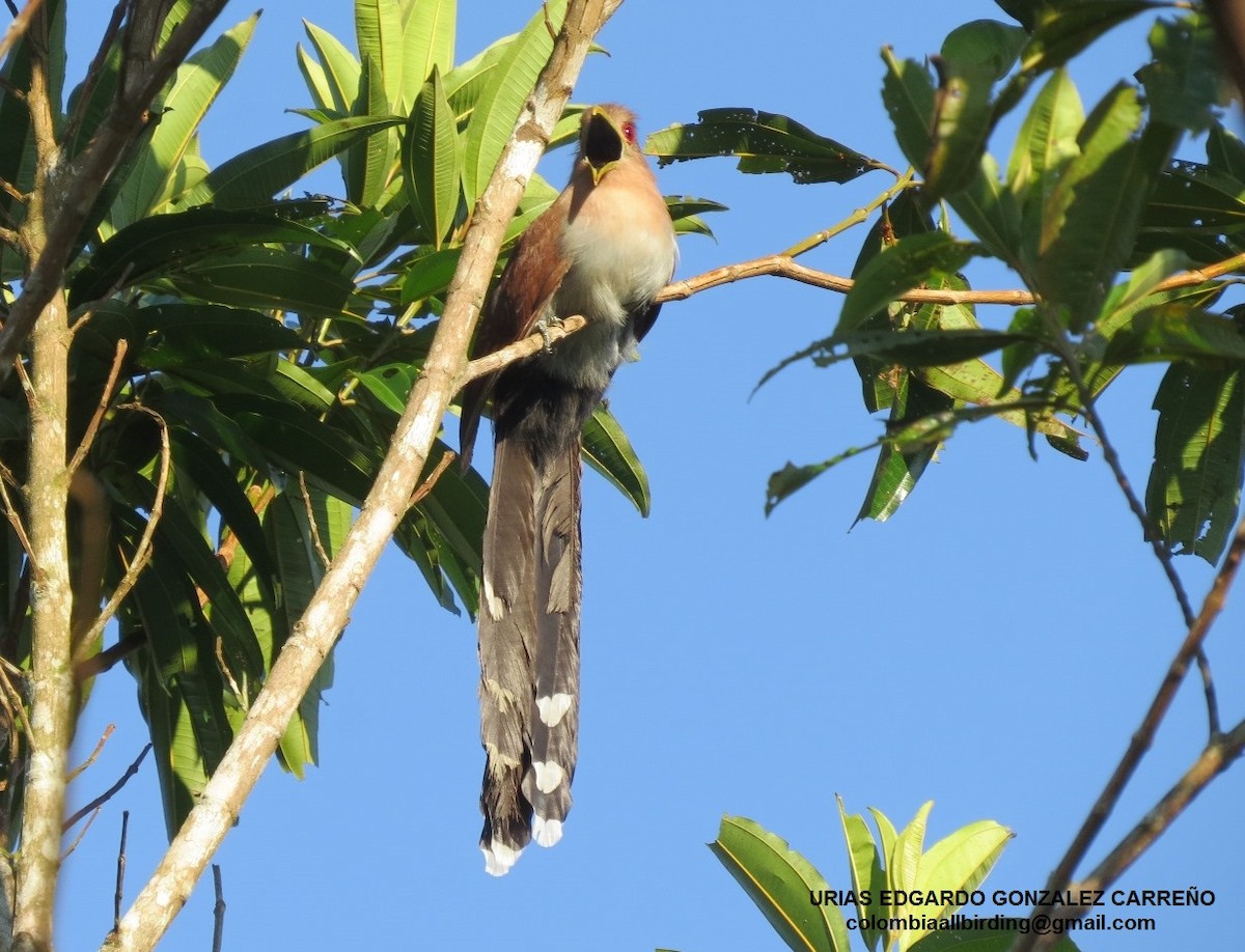 Sincap Guguğu - ML646003205