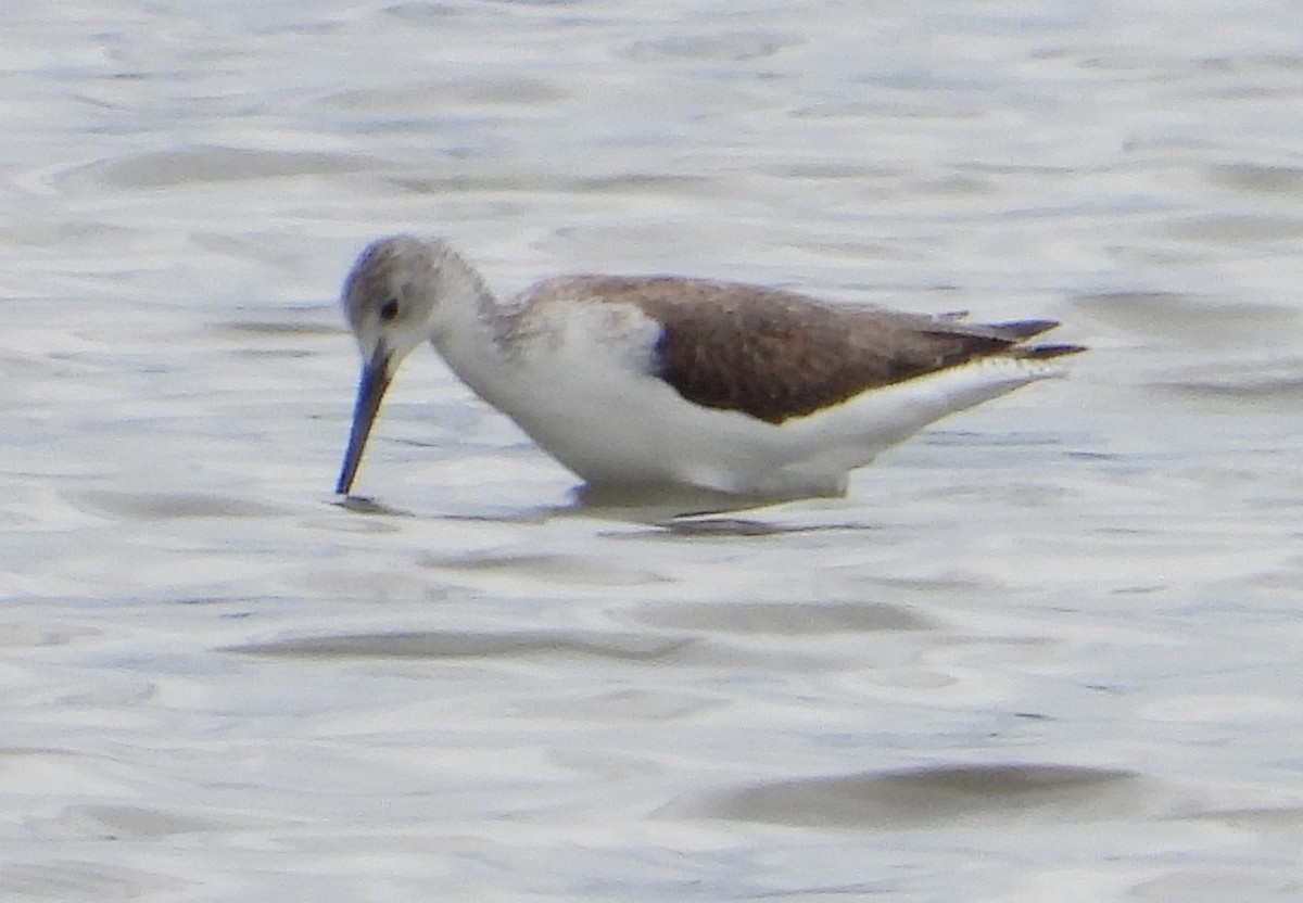 Common Greenshank - ML646003220