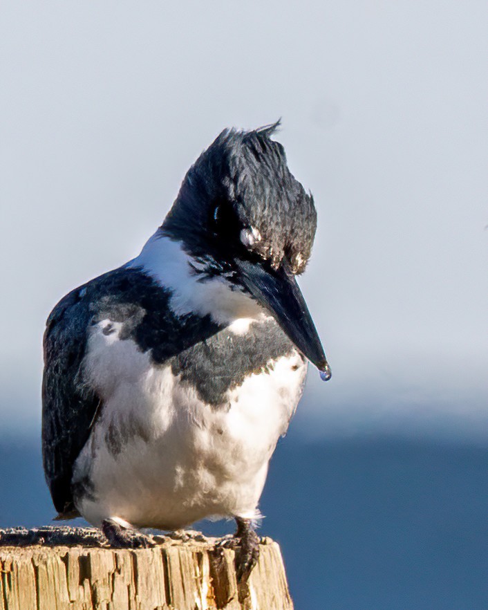 Belted Kingfisher - ML646003223