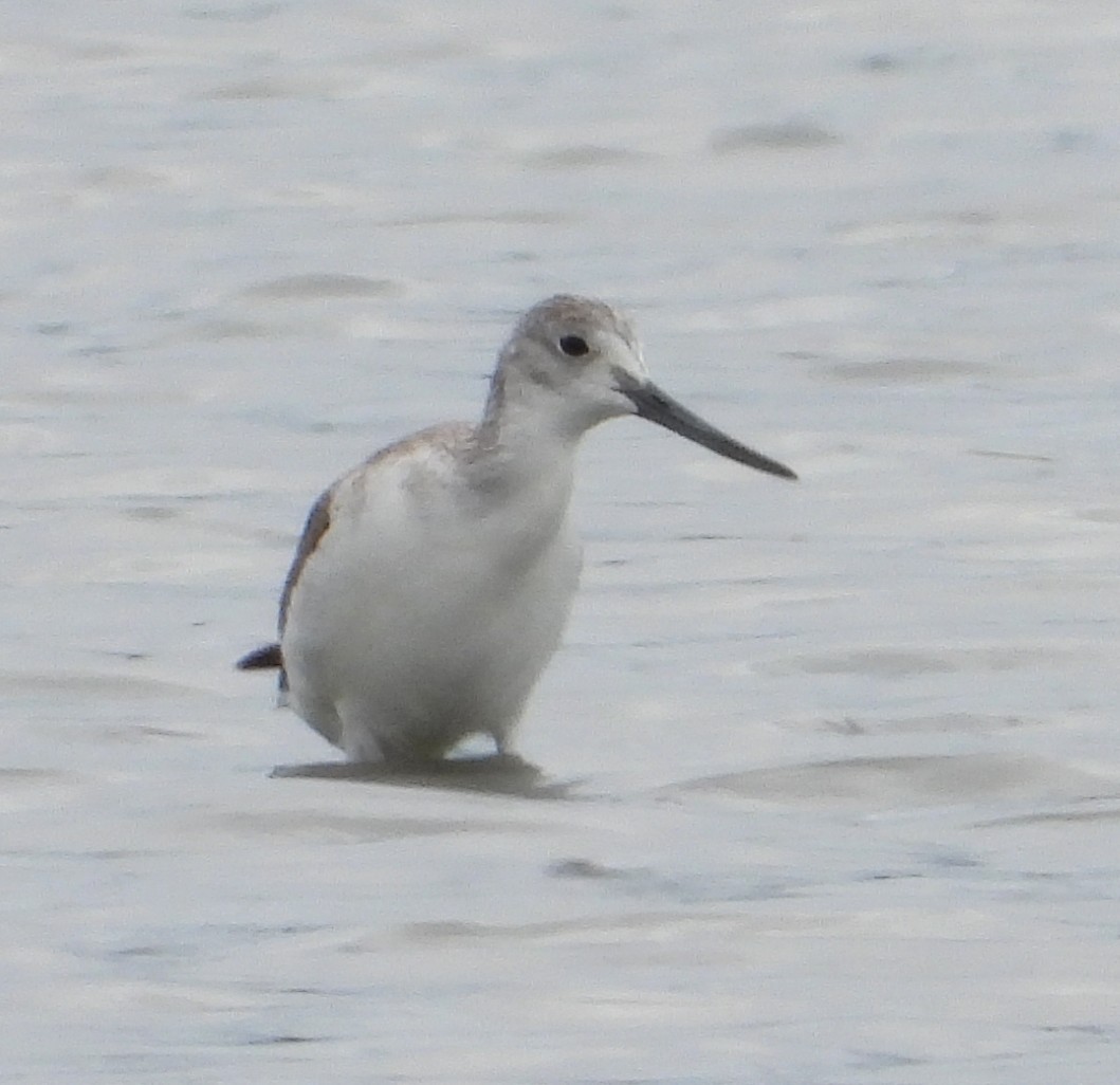 Common Greenshank - ML646003224