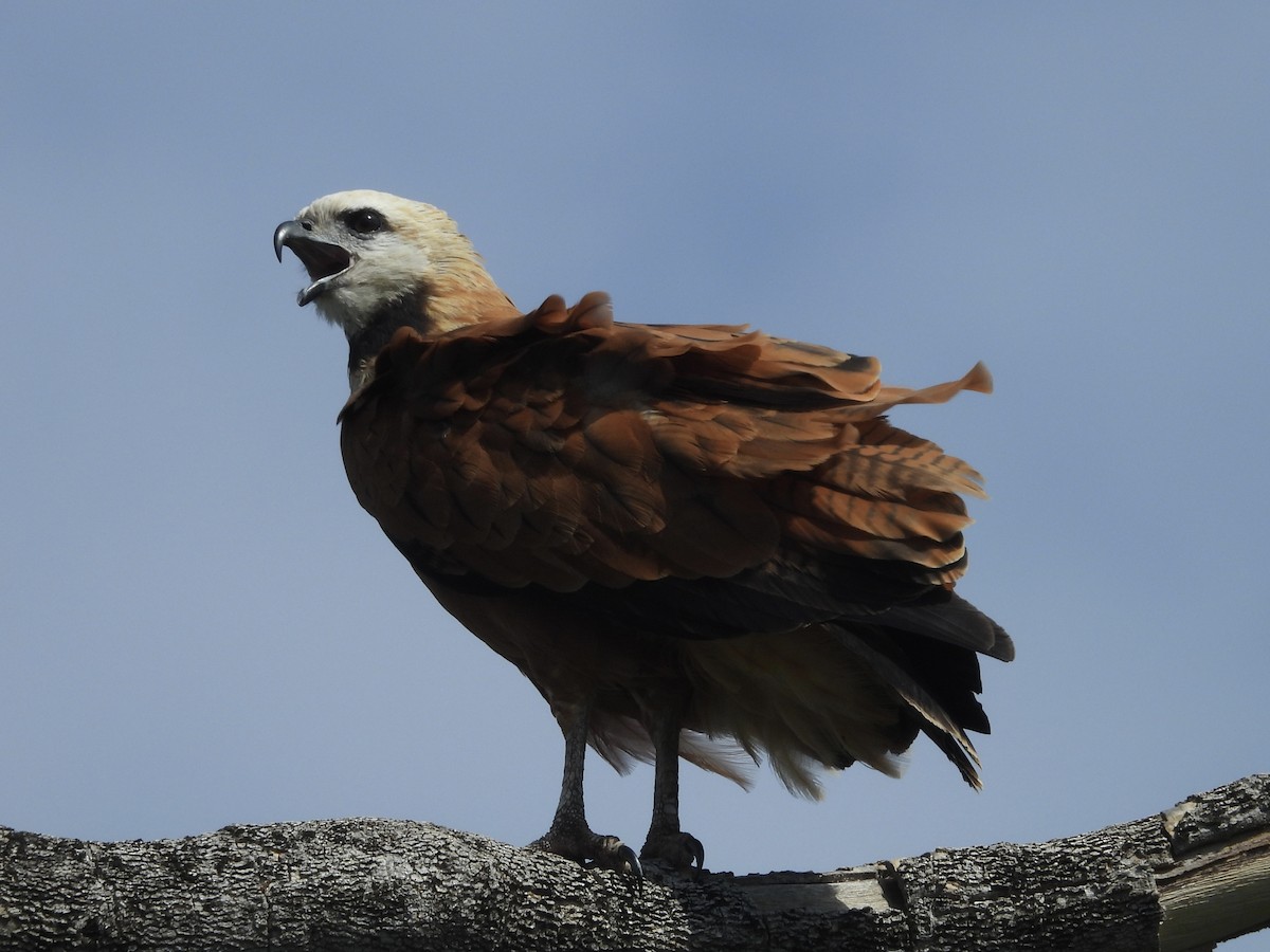 Black-collared Hawk - ML646003226