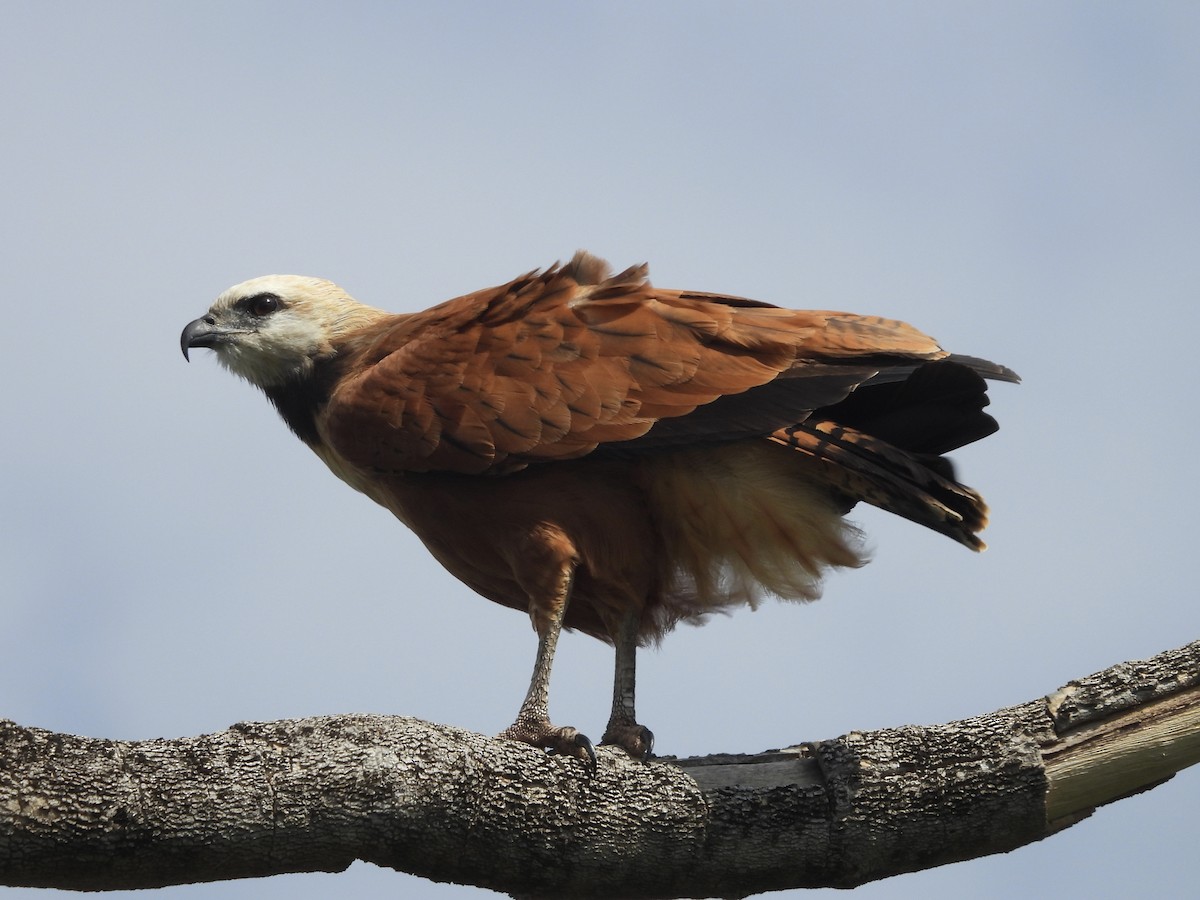 Black-collared Hawk - ML646003227