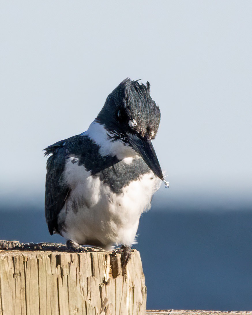 Belted Kingfisher - ML646003229