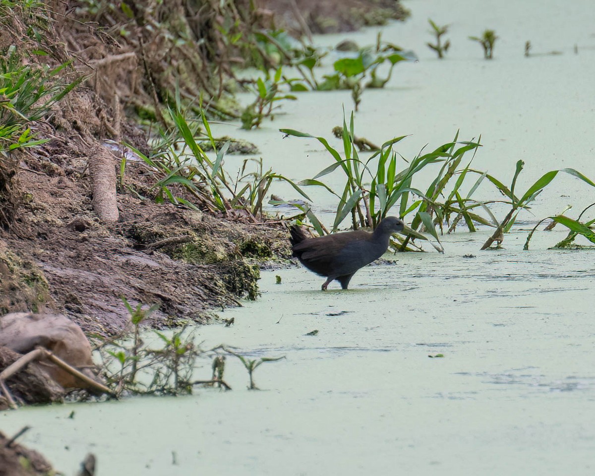 Râle noirâtre - ML646003231