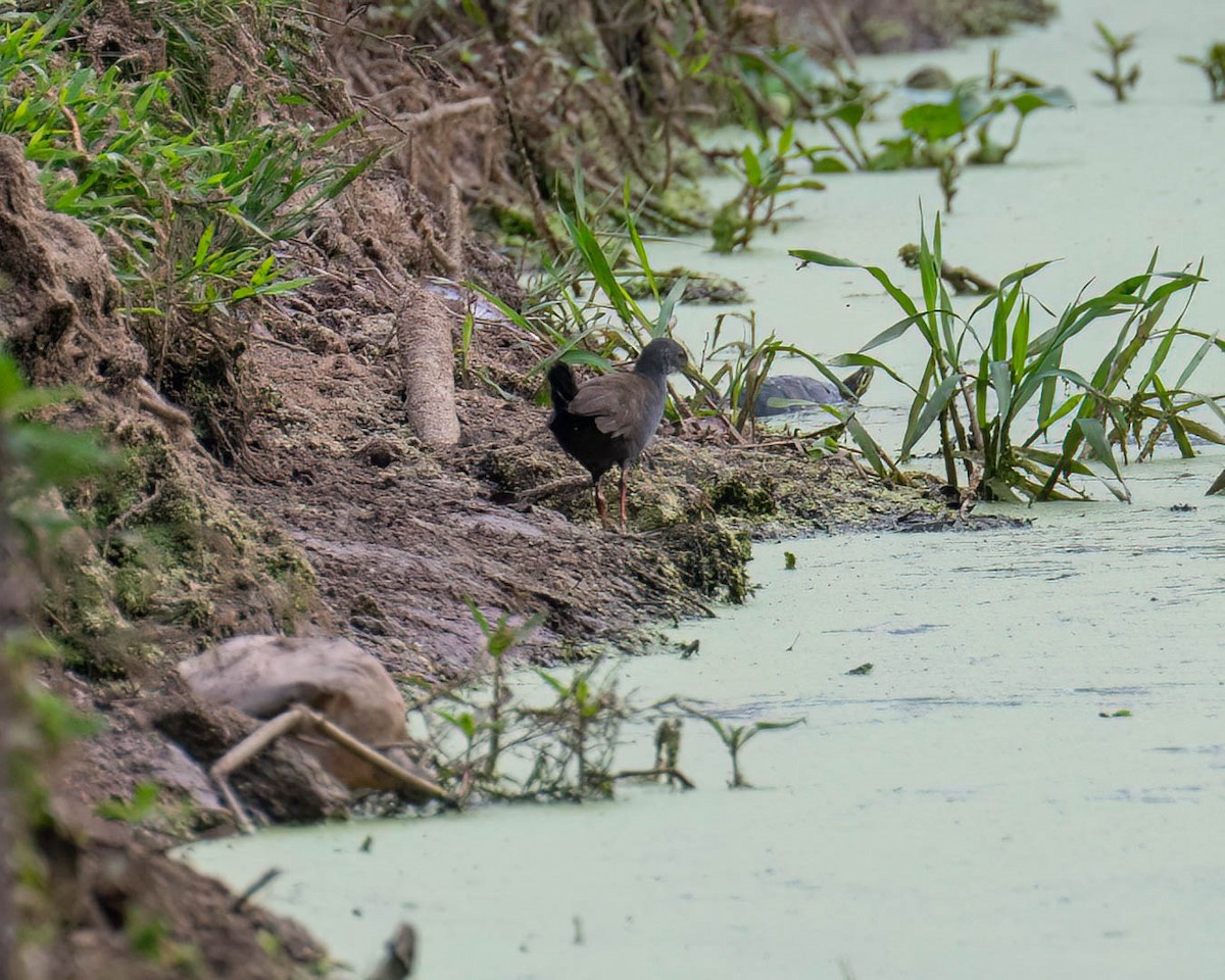 Râle noirâtre - ML646003232