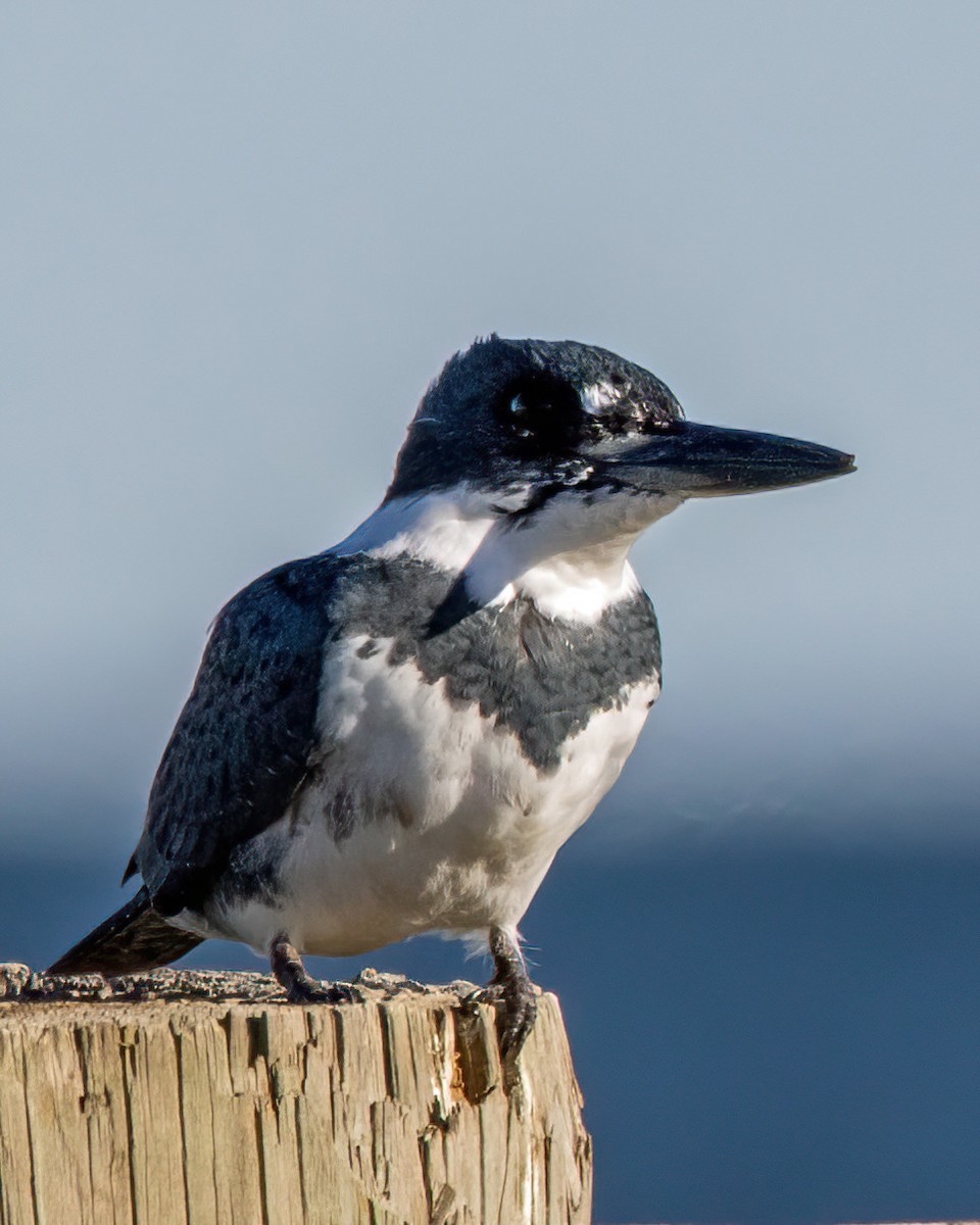 Belted Kingfisher - ML646003234