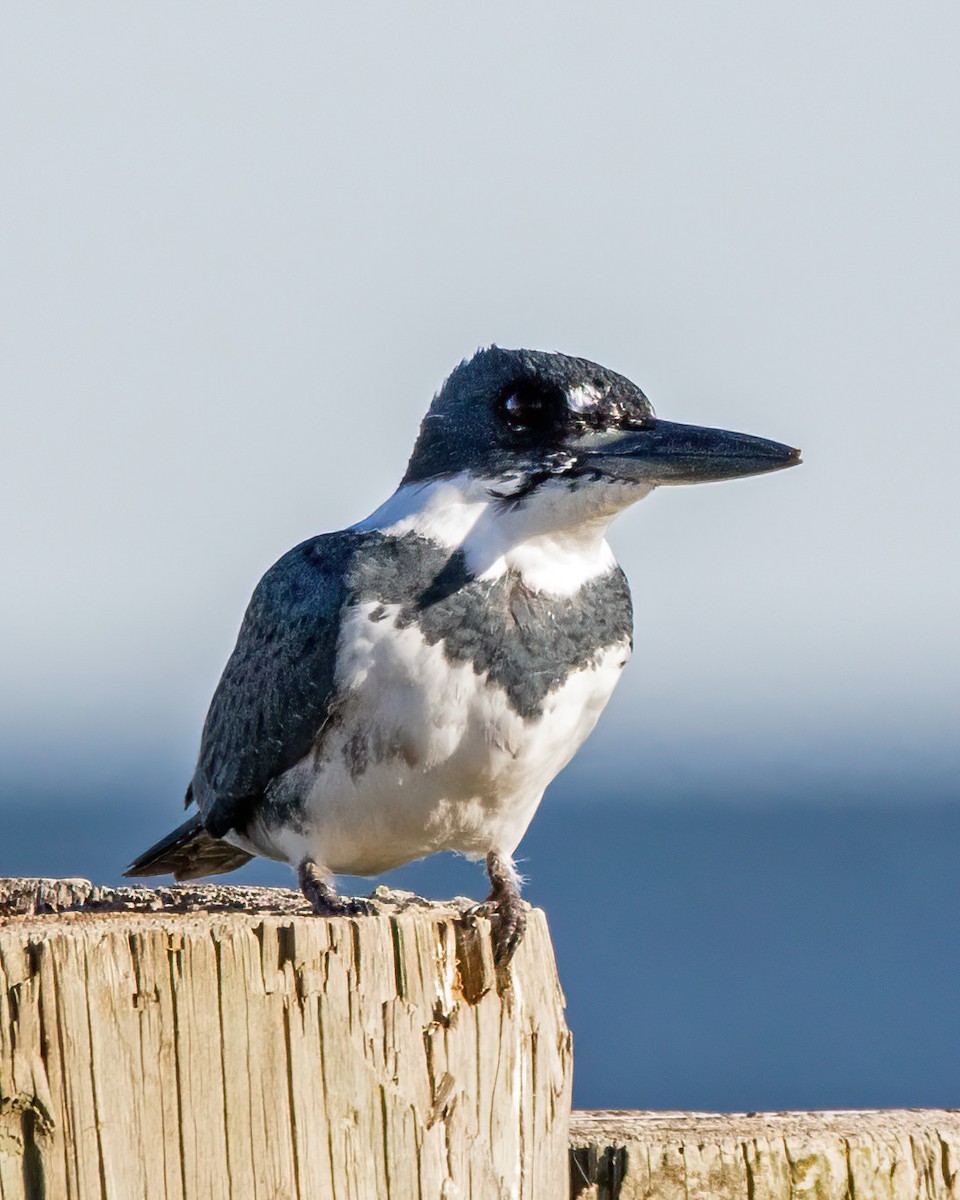 Belted Kingfisher - ML646003235