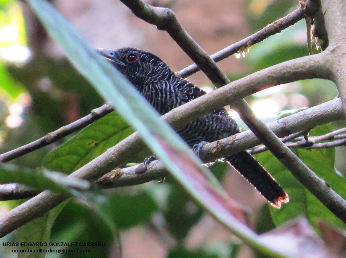 Yazılı Karıncaavcısı - ML646003238