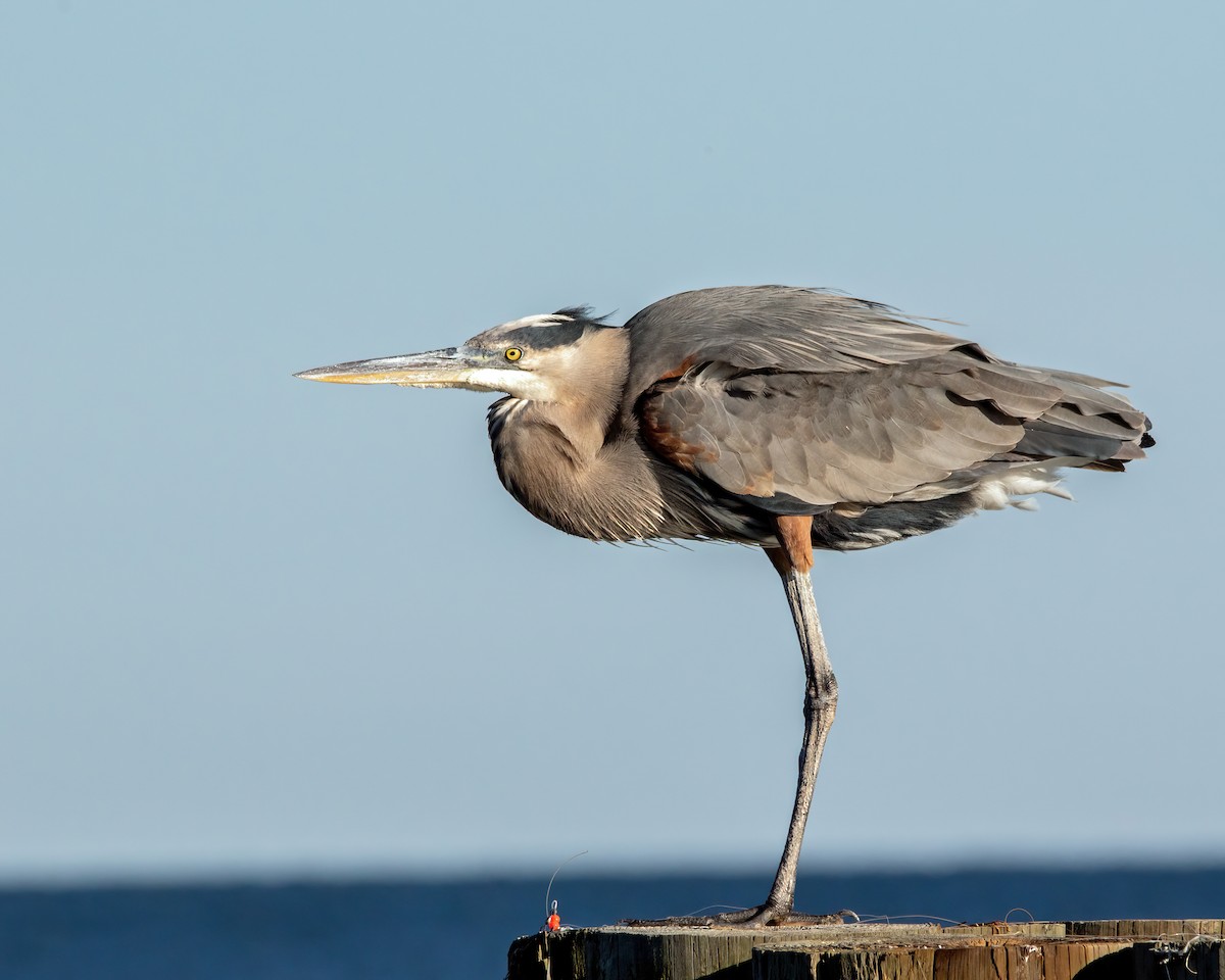 Great Blue Heron - ML646003241
