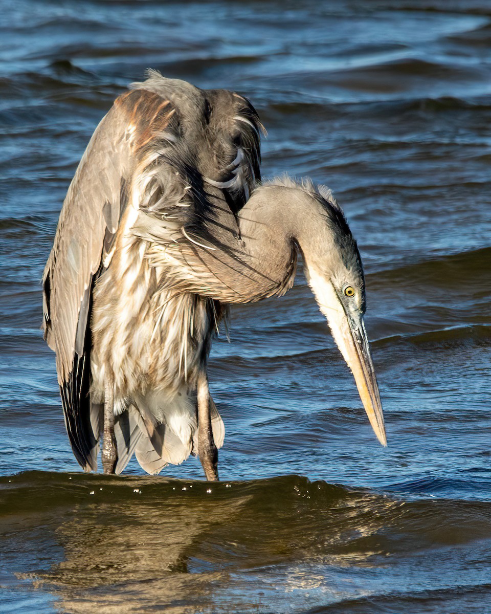 Great Blue Heron - ML646003245