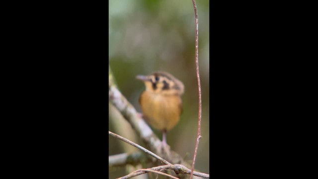White-throated Spadebill - ML646003251