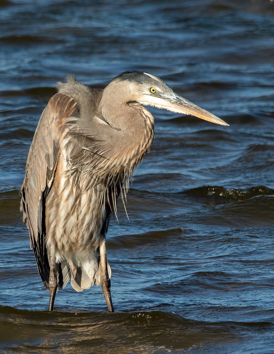 Great Blue Heron - ML646003253