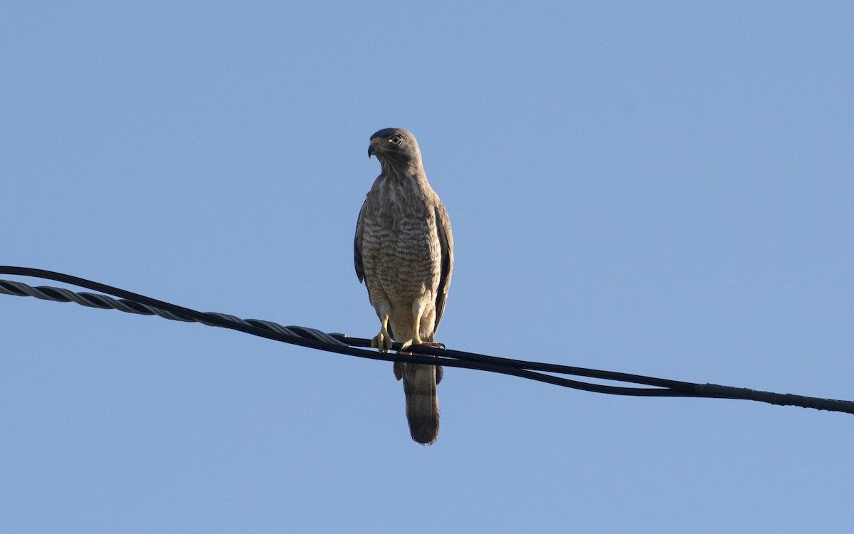 káně krahujová - ML646003259