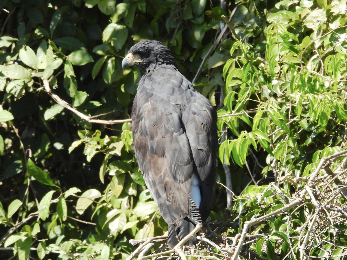 Great Black Hawk - ML646003264